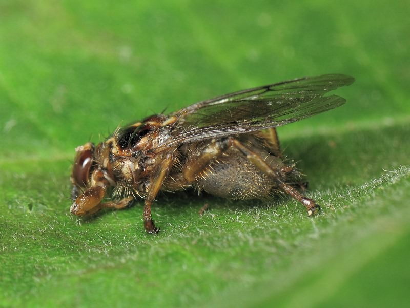 Hippobosca equina Linnaeus, 1758